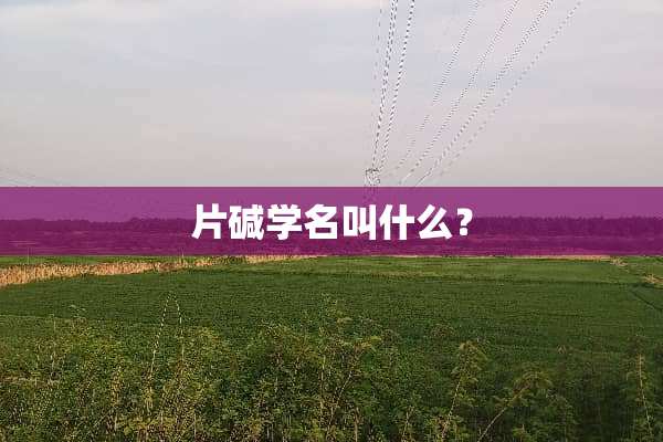 片碱学名叫什么？