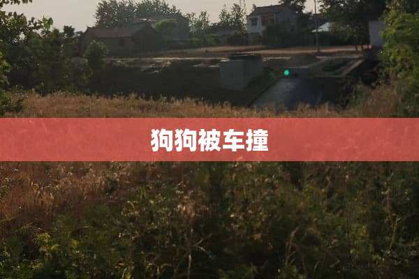 狗狗被车撞
