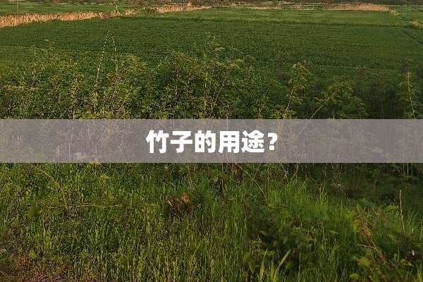 竹子的用途？