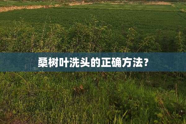 桑树叶洗头的正确方法？