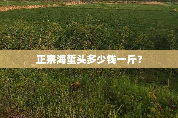 正宗海蜇头多少钱一斤？