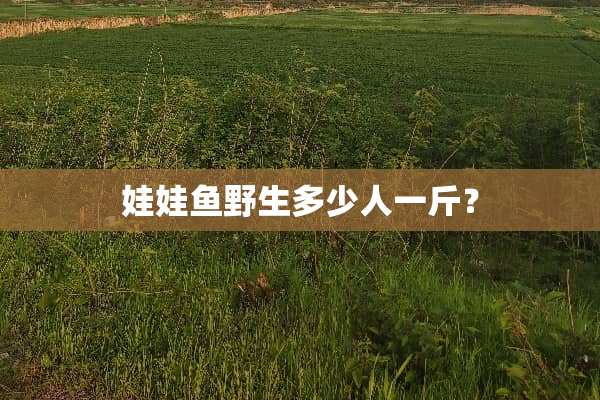 娃娃鱼野生多少人一斤？