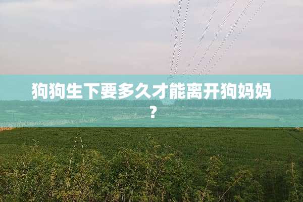狗狗生下要多久才能离开狗妈妈？
