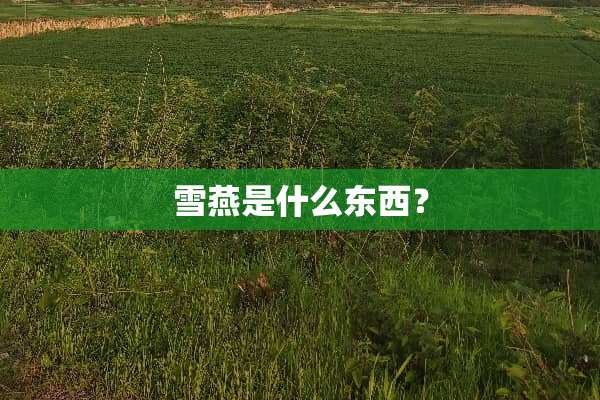 雪燕是什么东西？
