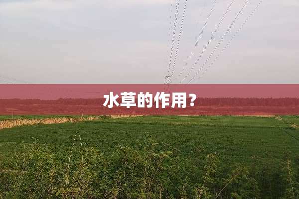 水草的作用？