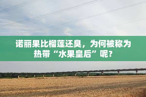 诺丽果比榴莲还臭，为何被称为热带“水果皇后”呢？