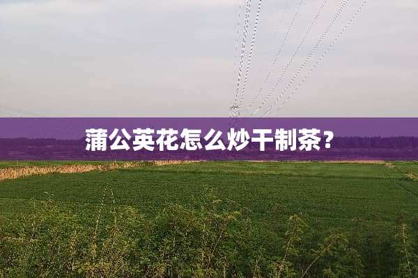 蒲公英花怎么炒干制茶？