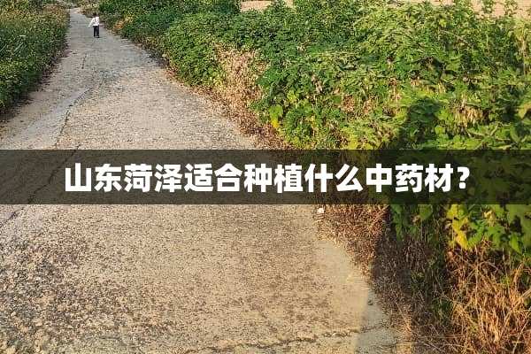 山东菏泽适合种植什么中药材？