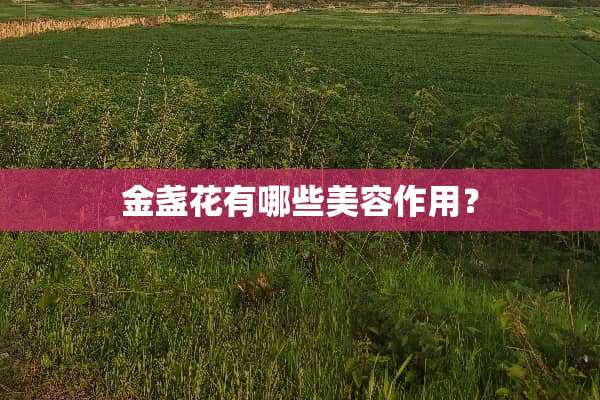 金盏花有哪些美容作用？