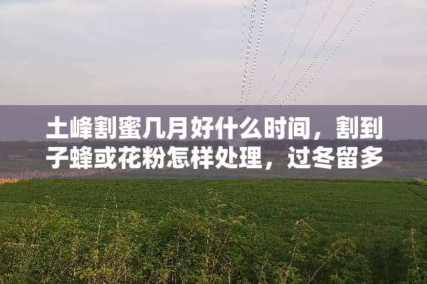 土峰割蜜几月好什么时间，割到子蜂或花粉怎样处理，过冬留多少？