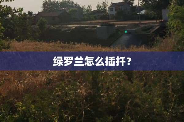 绿罗兰怎么插扦？