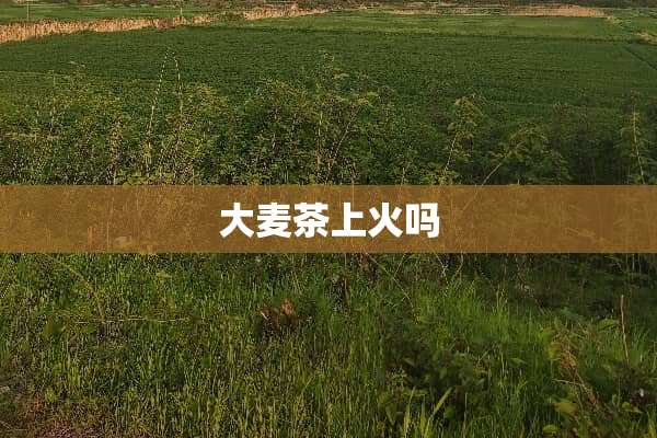 大麦茶上火吗