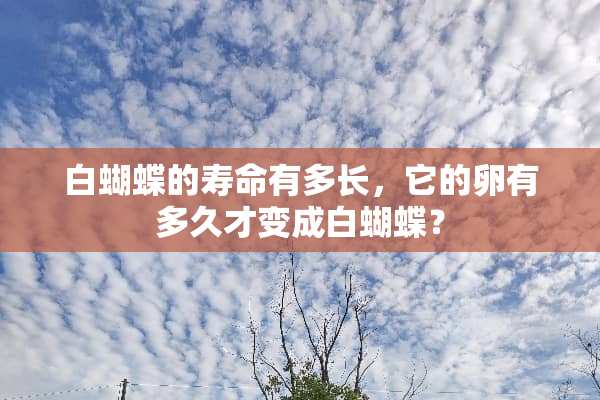 白蝴蝶的寿命有多长，它的卵有多久才变成白蝴蝶？