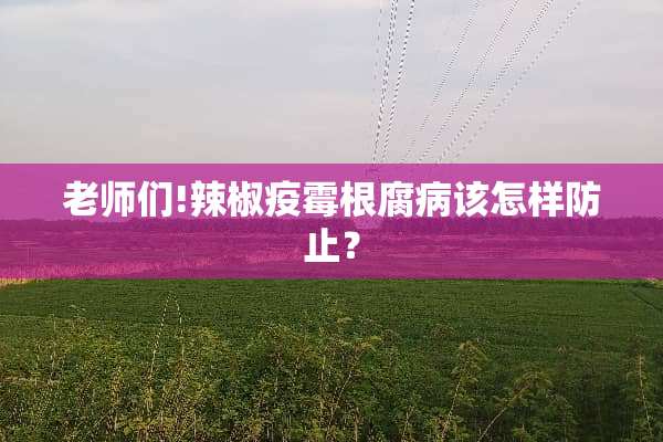 老师们!辣椒疫霉根腐病该怎样防止？
