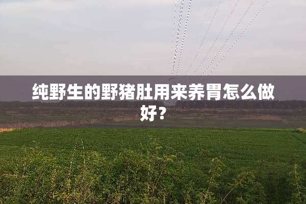 纯野生的野猪肚用来养胃怎么做好？