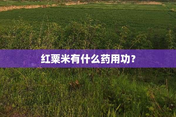 红粟米有什么药用功？