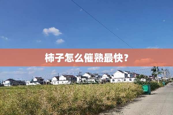 柿子怎么催熟最快？