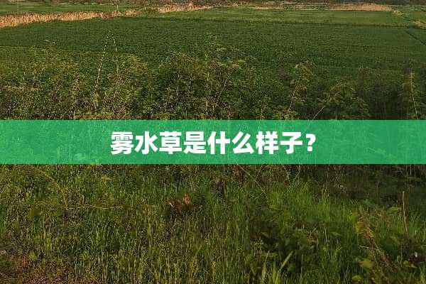 雾水草是什么样子？