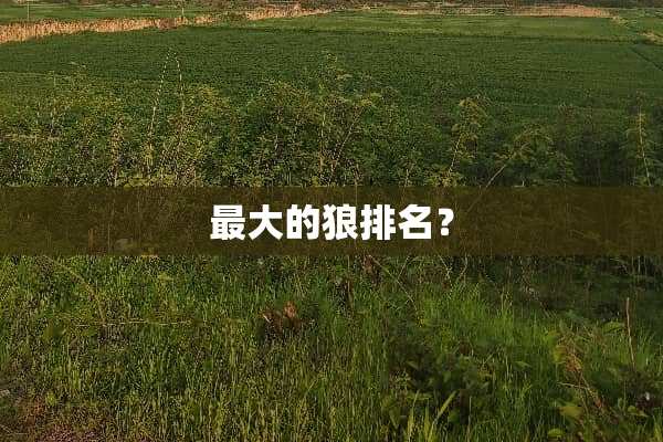 最大的狼排名？