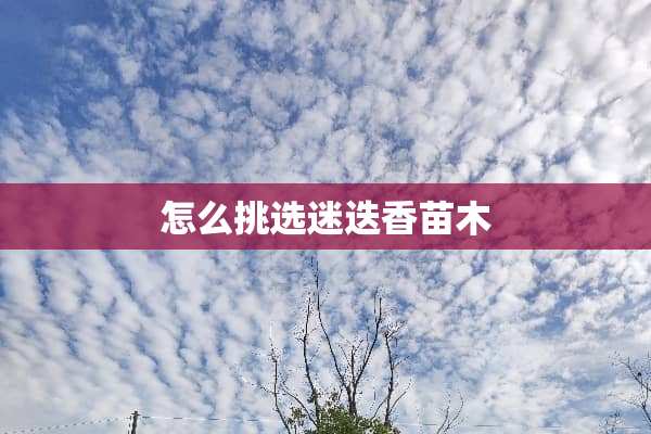 怎么挑选迷迭香苗木