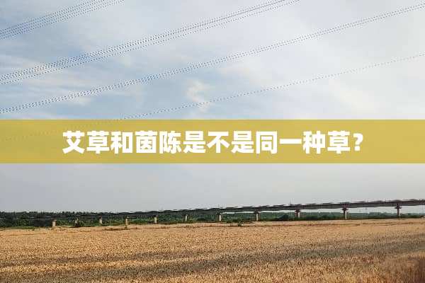 艾草和茵陈是不是同一种草？