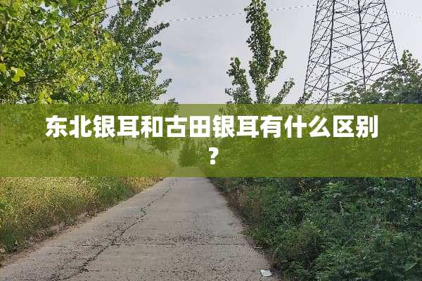 东北银耳和古田银耳有什么区别？