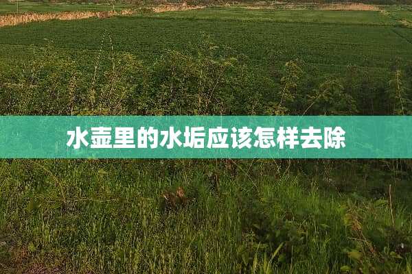 水壶里的水垢应该怎样去除
