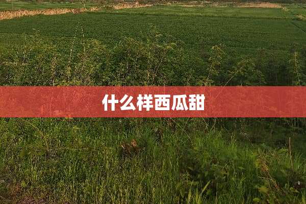 什么样西瓜甜