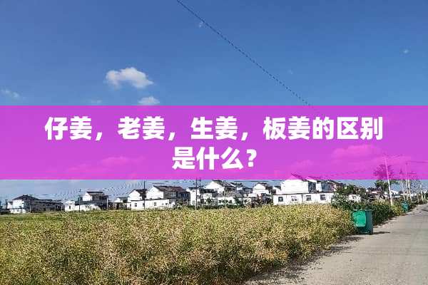 仔姜，老姜，生姜，板姜的区别是什么？