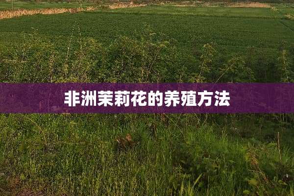 非洲茉莉花的养殖方法