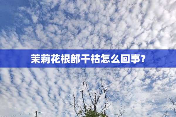 茉莉花根部干枯怎么回事？
