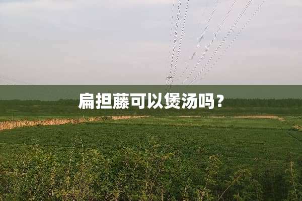 扁担藤可以煲汤吗？