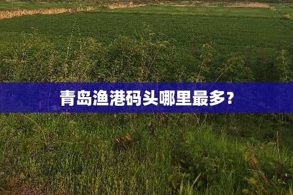 青岛渔港码头哪里最多？