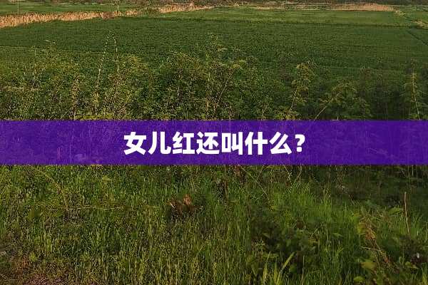 女儿红还叫什么？
