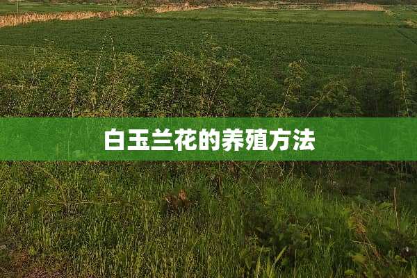 白玉兰花的养殖方法