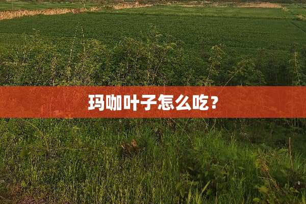 玛咖叶子怎么吃？