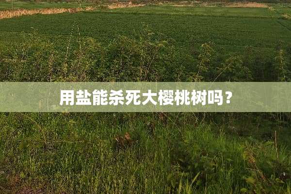 用盐能**大樱桃树吗？
