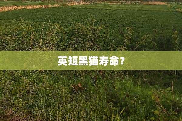 英短黑猫寿命？