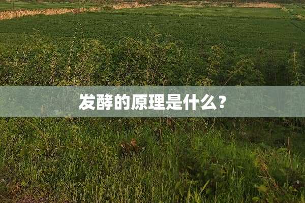 发酵的原理是什么？