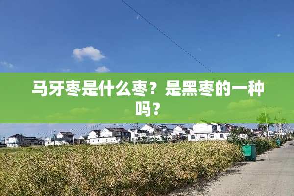 马牙枣是什么枣？是黑枣的一种吗？