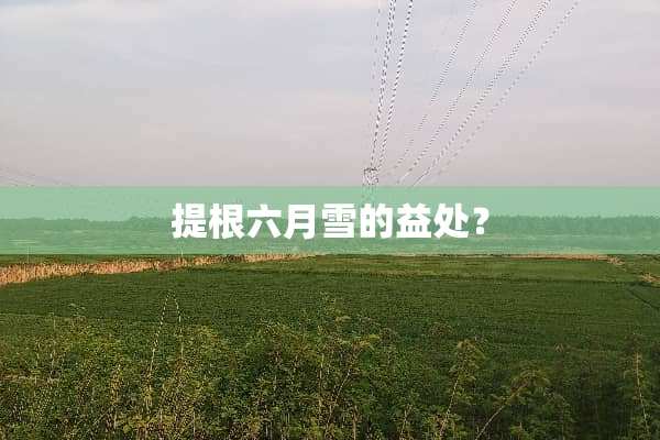 提根六月雪的益处？
