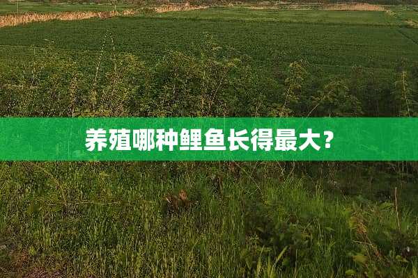 养殖哪种鲤鱼长得最大？