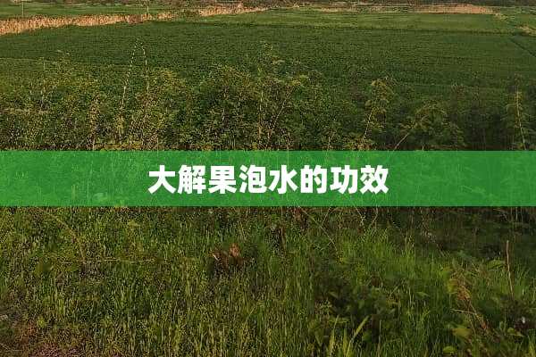 大解果泡水的功效