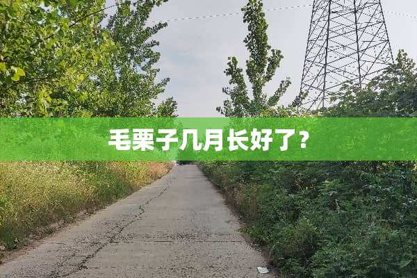 毛栗子几月长好了？
