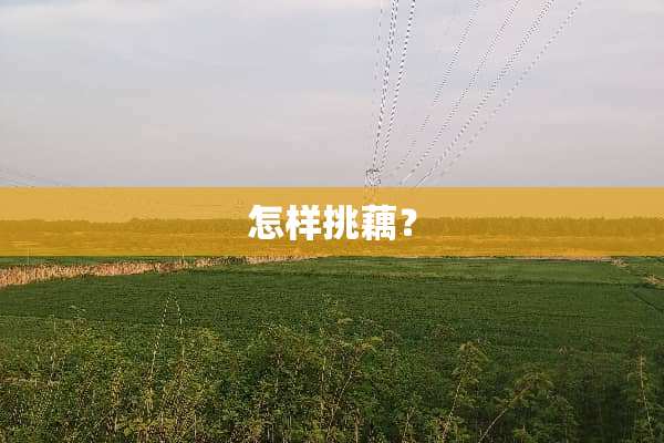 怎样挑藕？