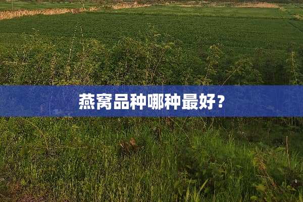 燕窝品种哪种最好？