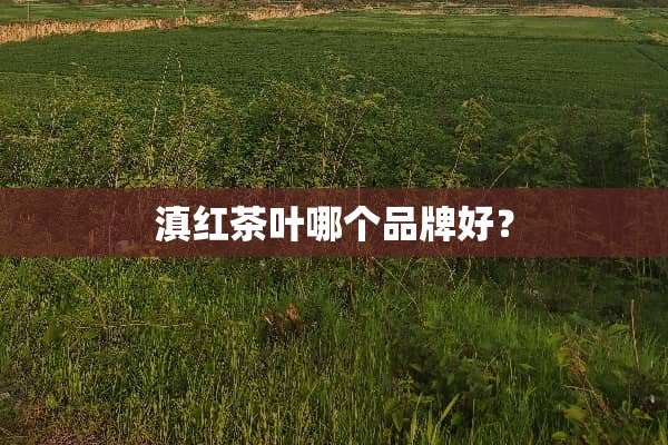 滇红茶叶哪个品牌好？