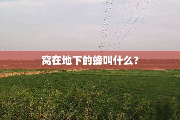 窝在**的蜂叫什么？