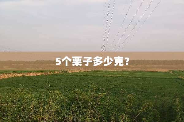 5个栗子多少克？