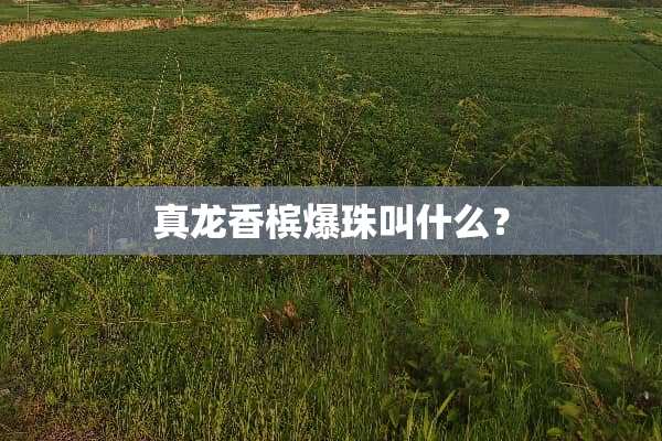 真龙香槟爆珠叫什么？
